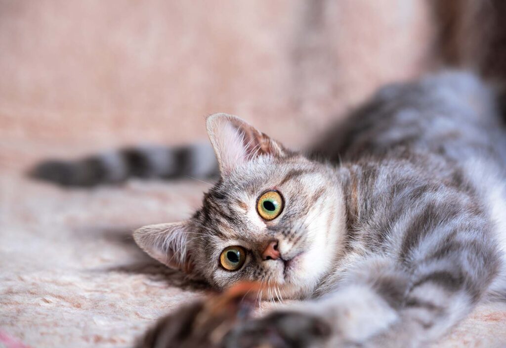 cuántos años vive un gato