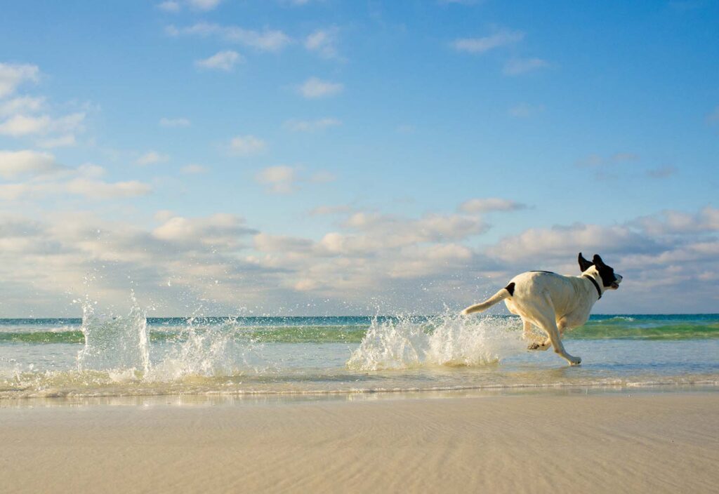 consejos para ir a la playa con perro