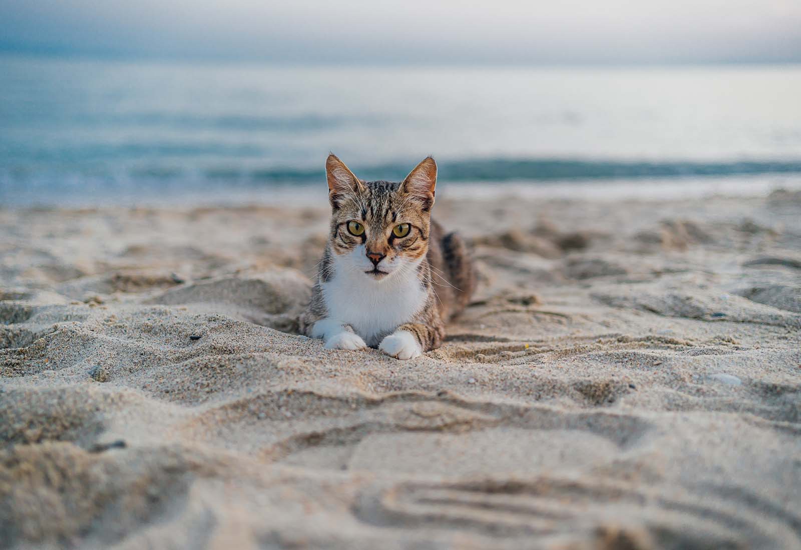 golpe de calor en gatos