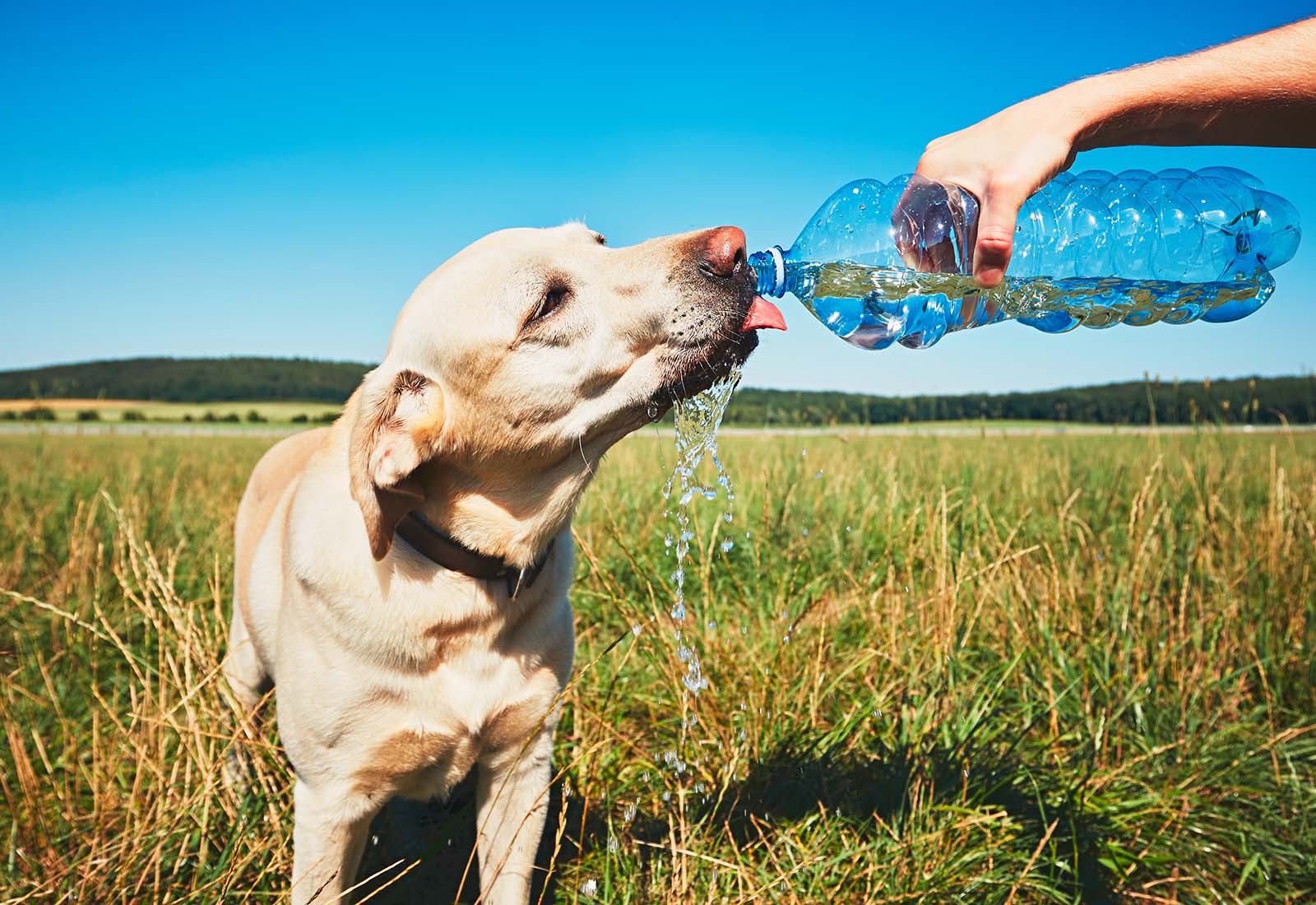 como refrescar a un perro