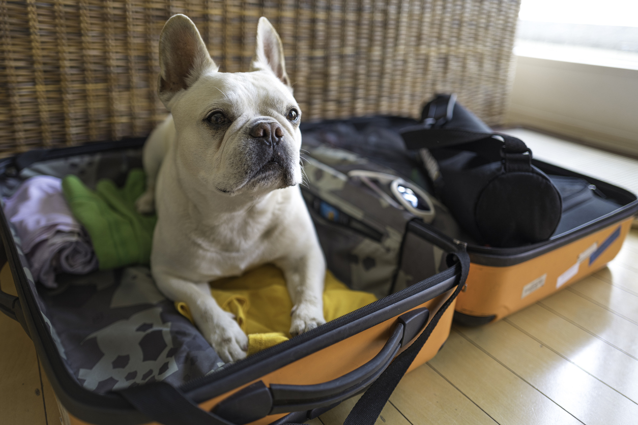 viajes con mi perro