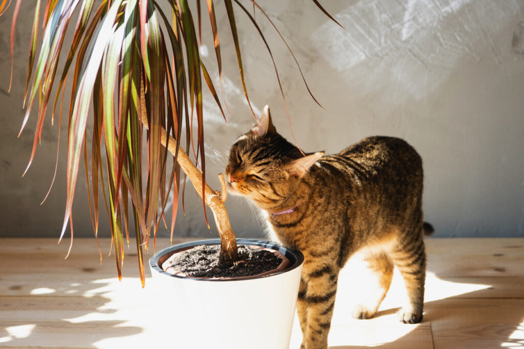 intoxicación en perros y gatos