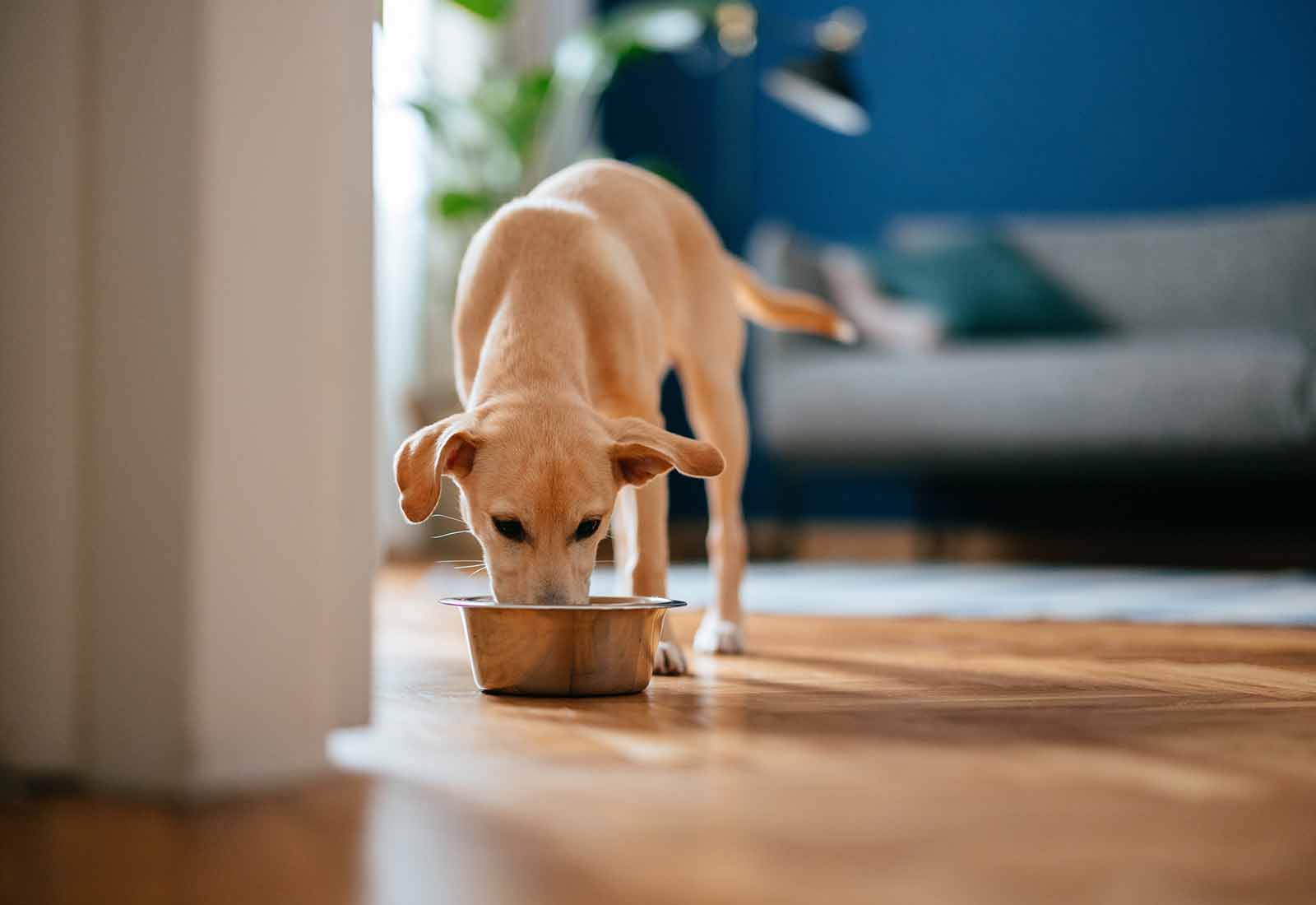 intoxicación en perros