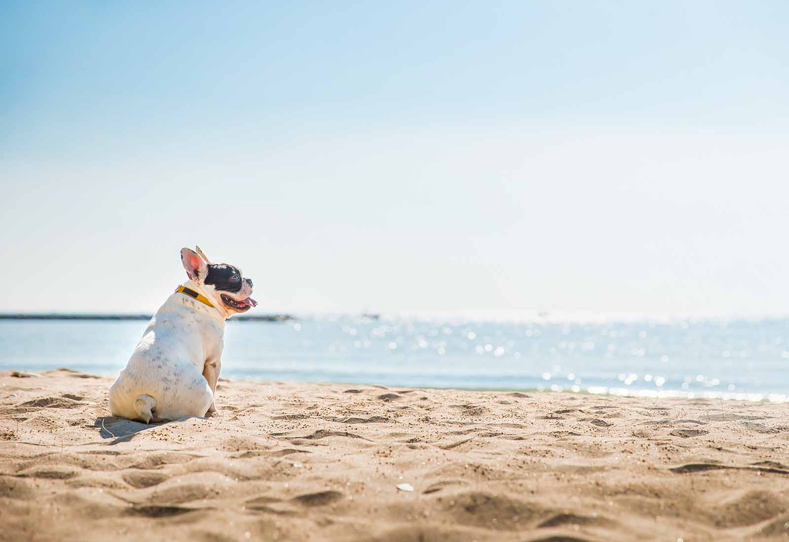 playas para perros en españa