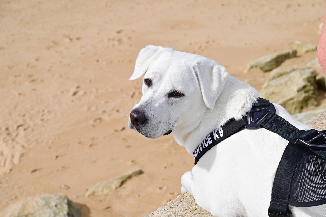 playas para perros en españa
