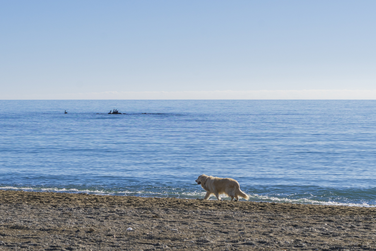 playas para perros en españa