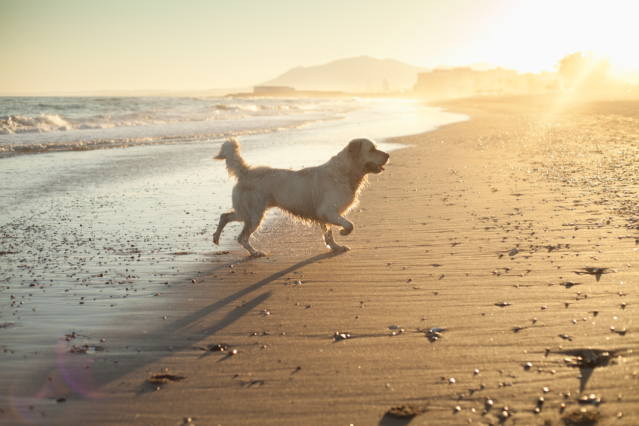 playas para perros en españa