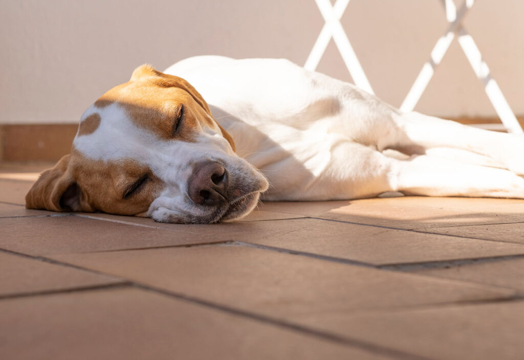 porque los perros se ponen al sol en verano
