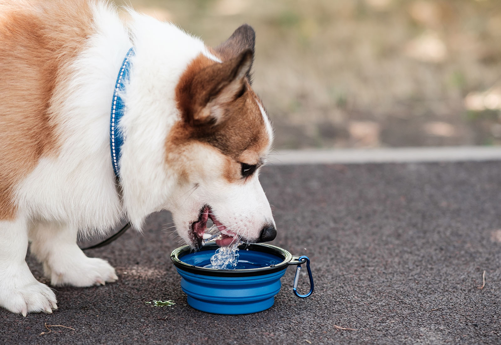 mi perro bebe mucha agua mi perro bebe mucha agua
