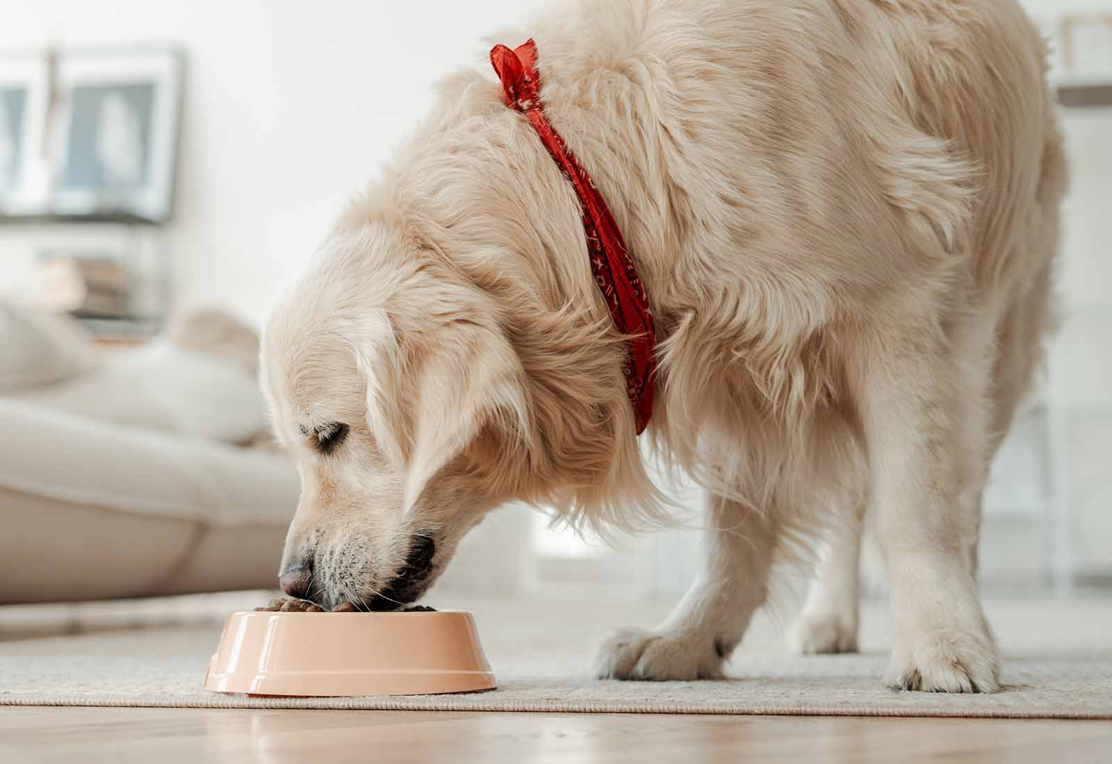 dieta barf perro