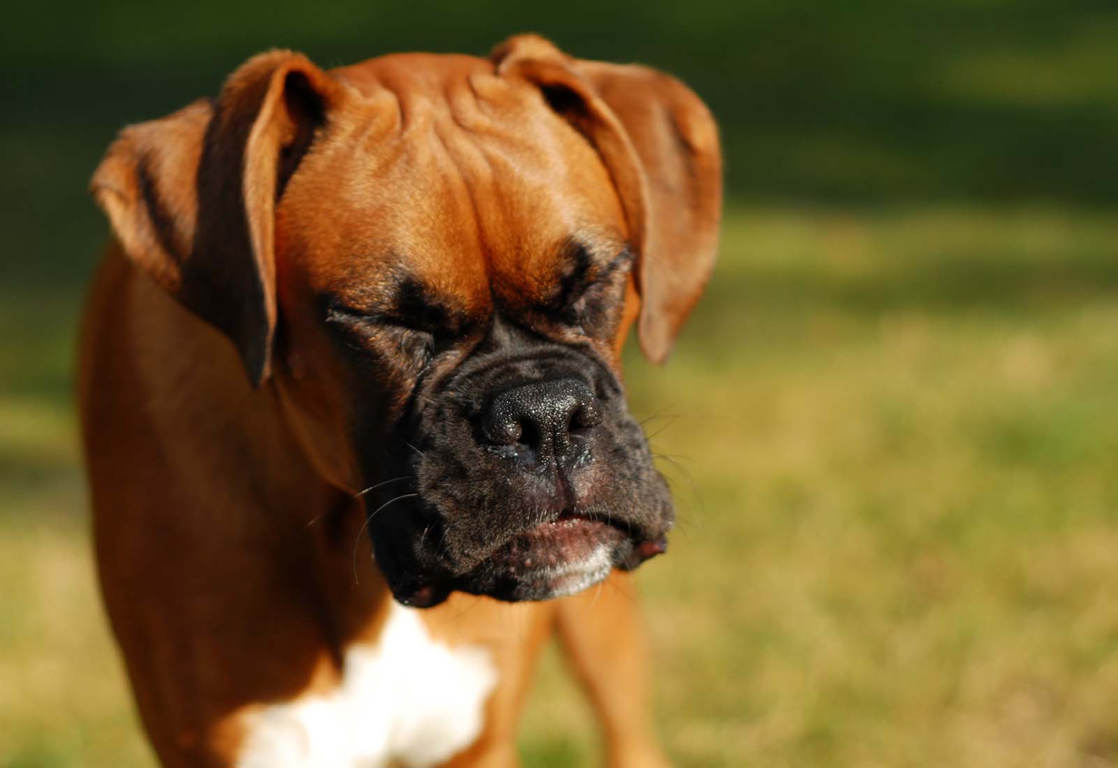 moquillo en perros