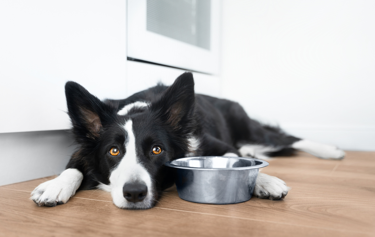 pancreatitis en perros pancreatitis en perros