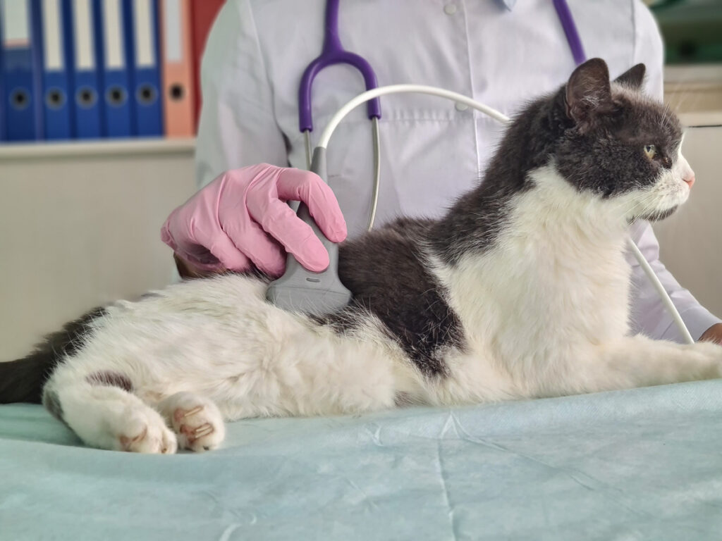 pancreatitis en gatos