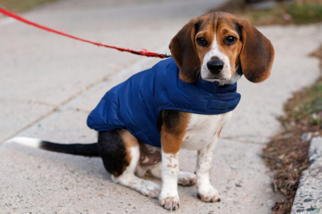 cómo proteger a un perro del frío cómo proteger a un perro del frío