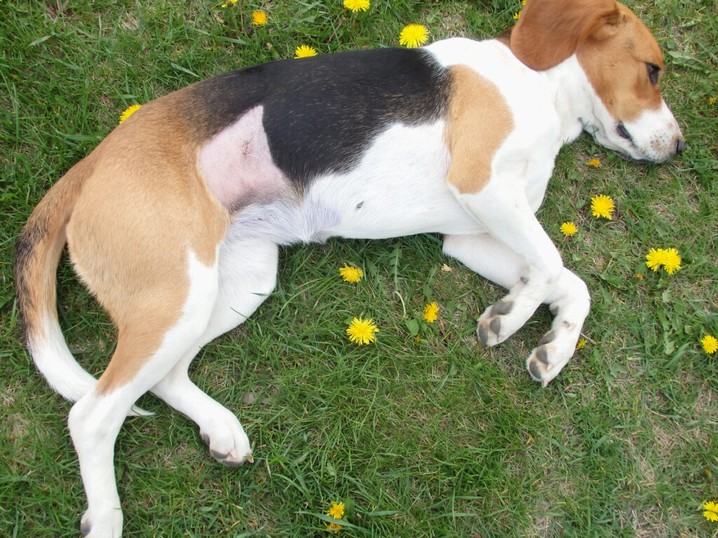 dolor abdominal en perros dolor abdominal en perros