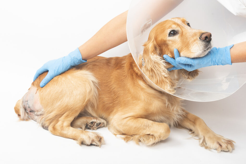 hernia discal perros hernia discal perros