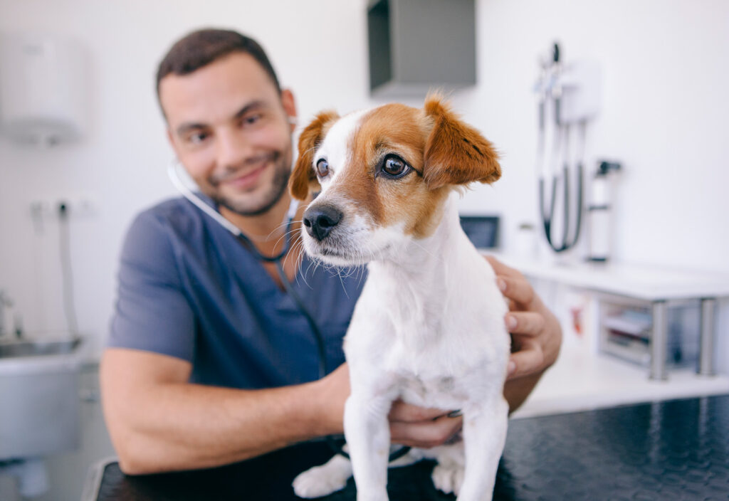 piometra en perros piometra en perros