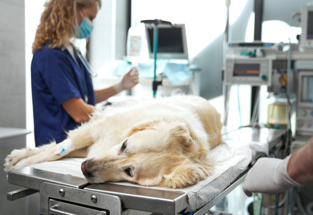 piometra en perros piometra en perros