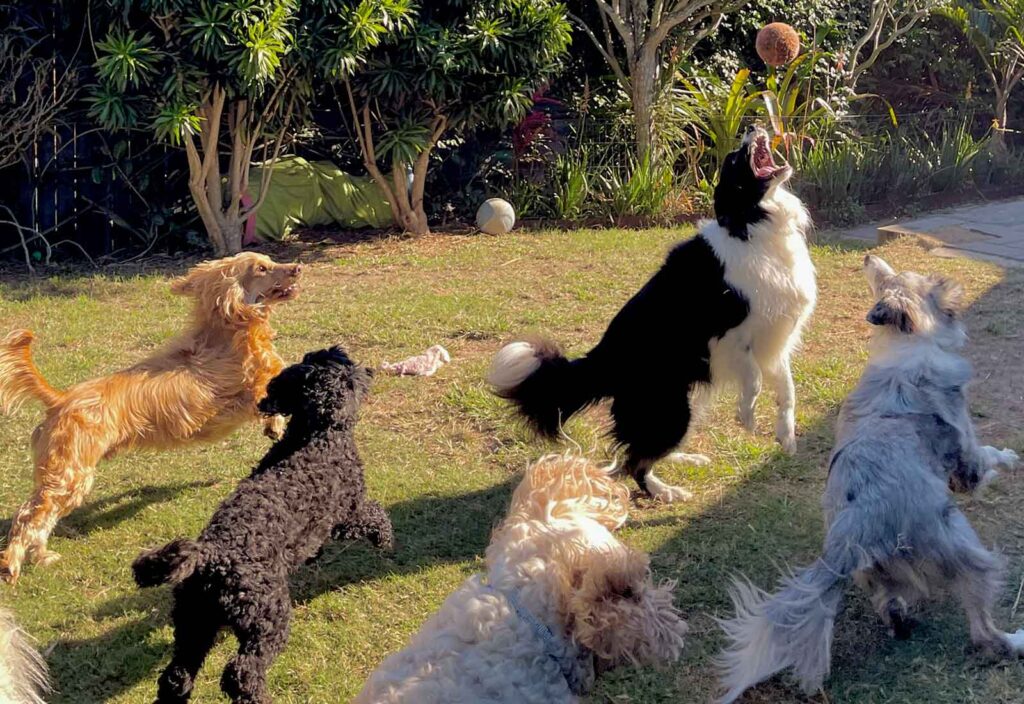 guardería canina guardería canina