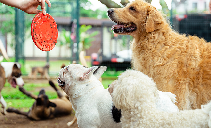 guardería canina guardería canina