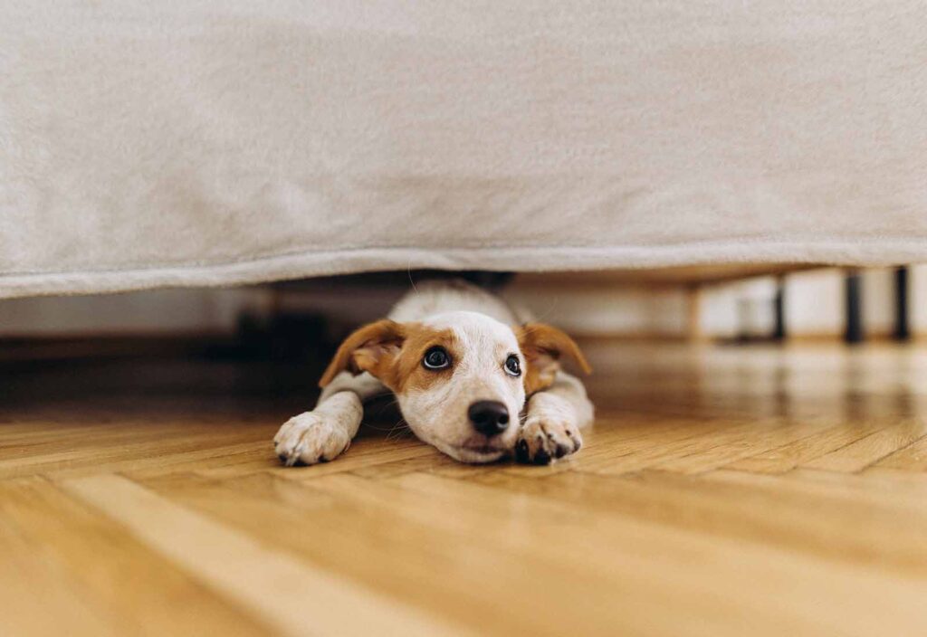 ansiedad por separación en perros ansiedad por separación en perros