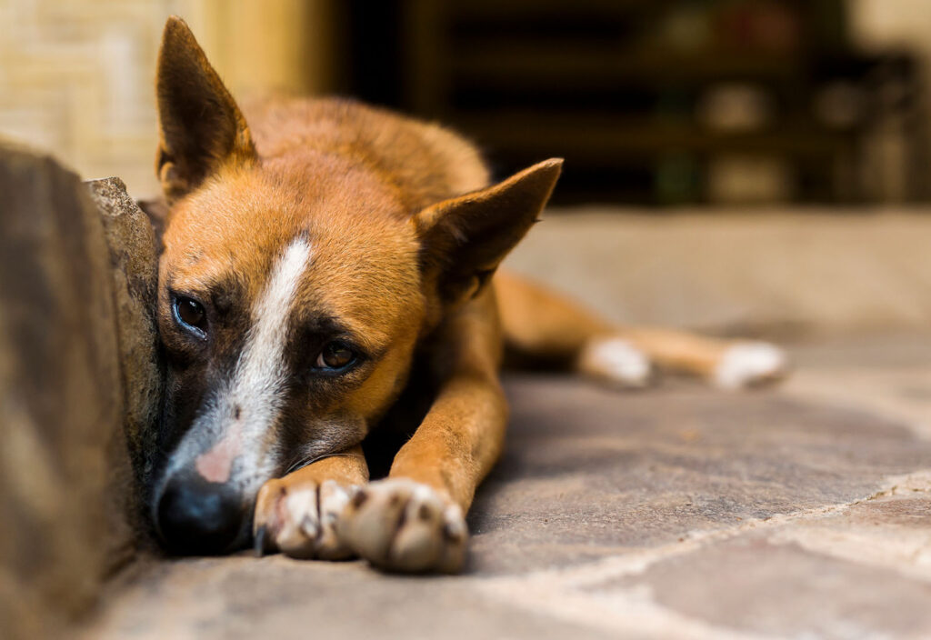 ansiedad por separación en perros ansiedad por separación en perros