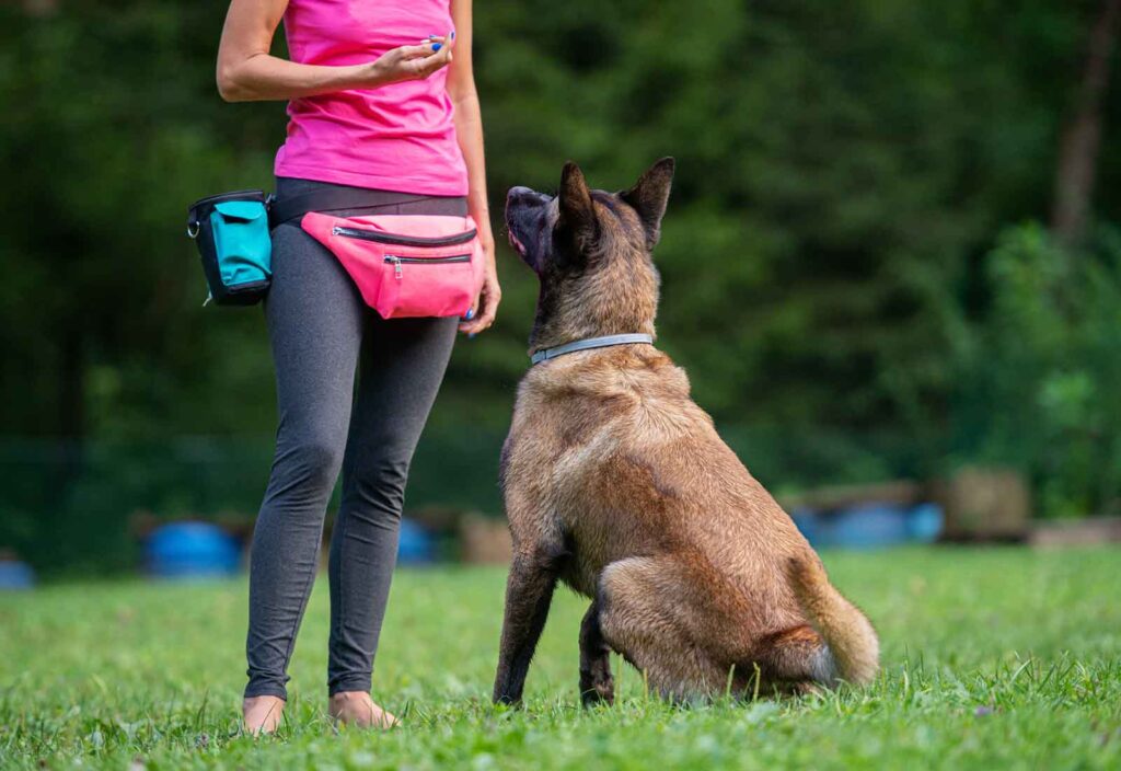 etologo canino que es etologo canino que es