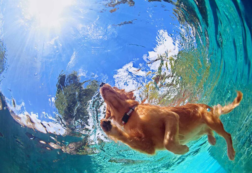 ¿el cloro de la piscina es malo para los perros? ¿el cloro de la piscina es malo para los perros?