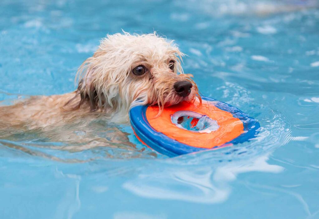 ¿el cloro de la piscina es malo para los perros? ¿el cloro de la piscina es malo para los perros?