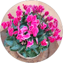 Steffi Linke profile picture