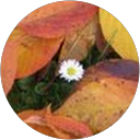 Lilia Chernoknizhnaya profile picture