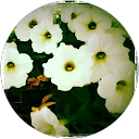 Elena Moure profile picture