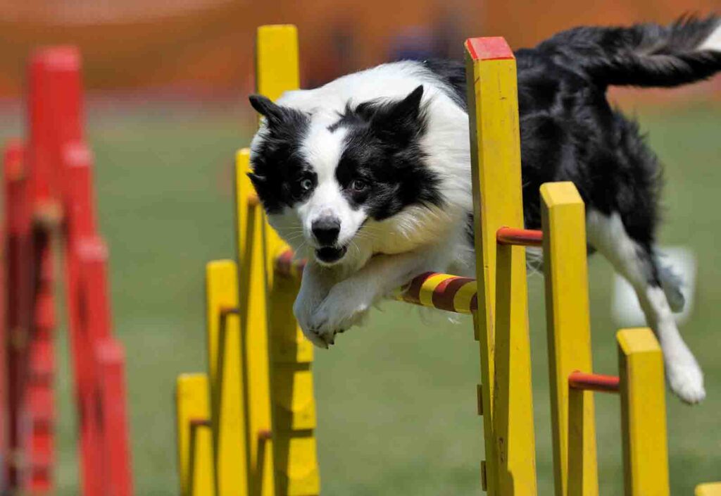 agility para perros agility para perros