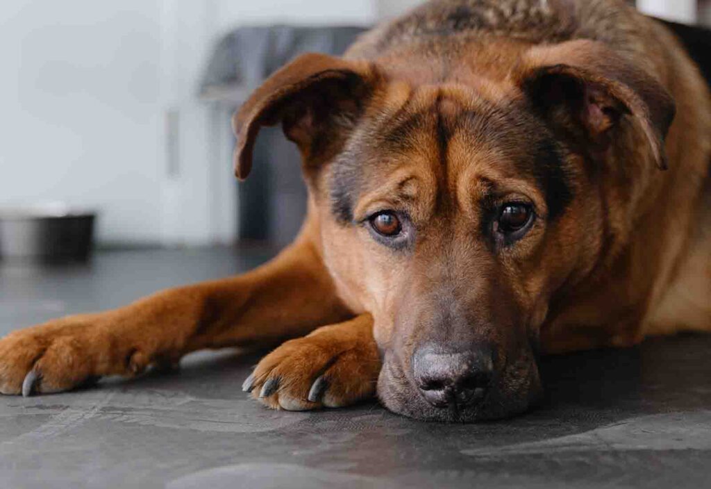 insuficiencia cardíaca en perros insuficiencia cardíaca en perros