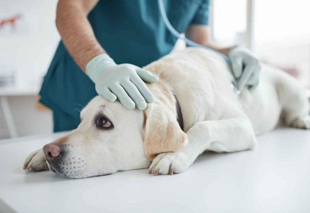 insuficiencia cardíaca en perros insuficiencia cardíaca en perros