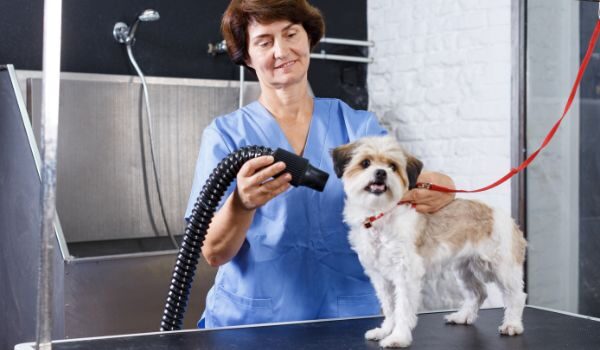 Ven a conocer las peluquerías caninas mejor valoradas en Llucmajor