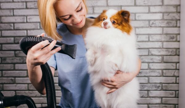 Estas son las 4 mejores peluquerías caninas y felinas en Santander