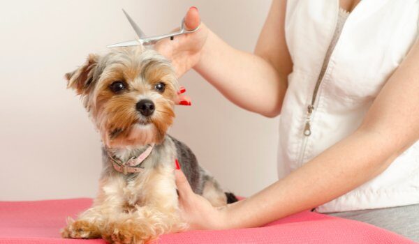 Descubre las peluquerías caninas más destacadas en Elche