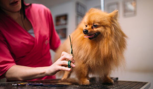 Ven a conocer las mejores peluquerías para perros y gatos en Catarroja