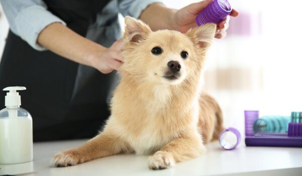 Descubre las peluquerías caninas que hay en Aielo de Malferit