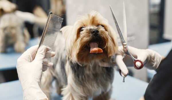 Estás son las mejores peluquerías caninas y felinas que encontrarás en Ontinyent