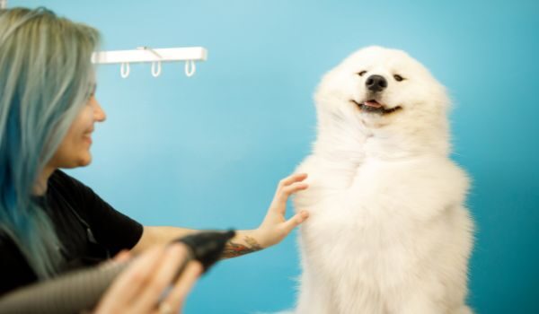 Estas son las 4 peluquerías caninas más destacadas en Viladecans