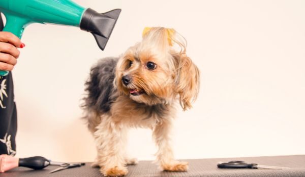 Las mejores peluquerías caninas y felinas que encontrarás en Paracuellos del Jarama