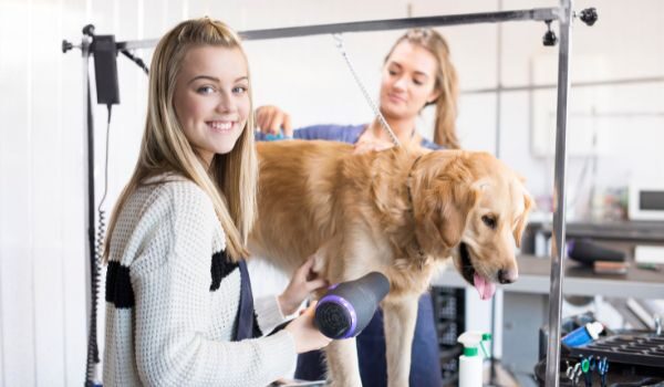 Descubre las mejores peluquerías caninas en Badalona