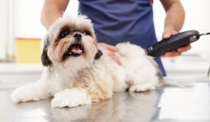 Estas son las 4 mejores peluquerías caninas y felinas en Leganés