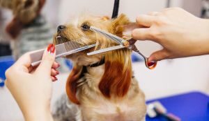 Estas son las 3 mejores peluquerías caninas en Caleta de Vélez