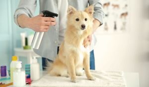 Descubre las 5 mejores peluquerías caninas y felinas en Madrid