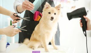 Estas son las 5 mejores peluquerías caninas y felinas en Bilbao