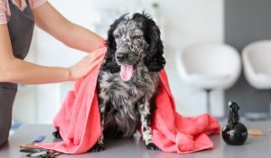 Peluquería canina y felina en Oviedo