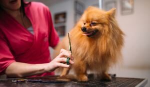 Descubre las 7 mejores peluquerías caninas y felinas en A Coruña